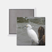 Snowy Egret Magnet (Vorderseite/Rückseite)