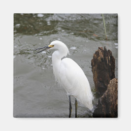 Snowy Egret Magnet