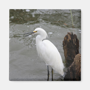 Snowy Egret Magnet