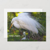 Snowy Egret mit Baby Postcard Postkarte (Vorne/Hinten)
