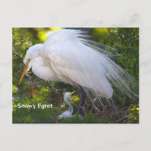 Snowy Egret mit Baby Postcard Postkarte (Vorderseite)