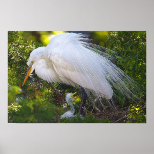 Snowy Egret mit Baby Poster (Vorne)