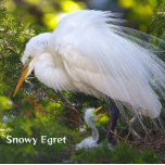 Snowy Egret mit Baby Puzzle<br><div class="desc">Snowy Egret mit Baby Puzzle</div>