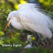 Snowy Egret mit Baby Puzzle
