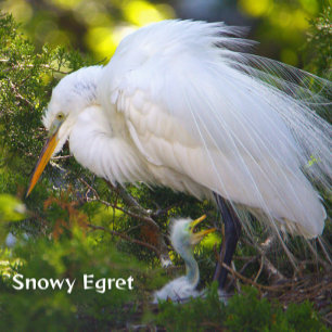 Snowy Egret mit Baby Puzzle