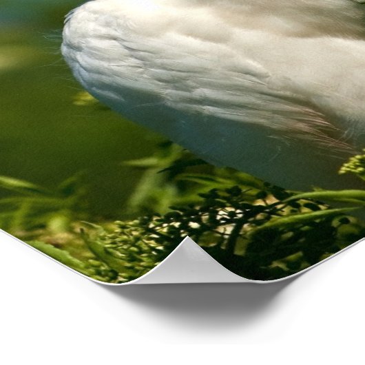 Snowy Egret mit Blume Print oder Poster (Ecke)