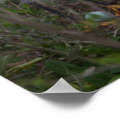 Snowy Egret mit Ei Poster (Ecke)