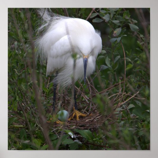 Snowy Egret mit Ei Poster (Vorne)