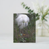 Snowy Egret mit Eierpostkarte Postkarte (Stehend Vorderseite)