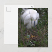 Snowy Egret mit Eierpostkarte Postkarte (Vorne/Hinten)