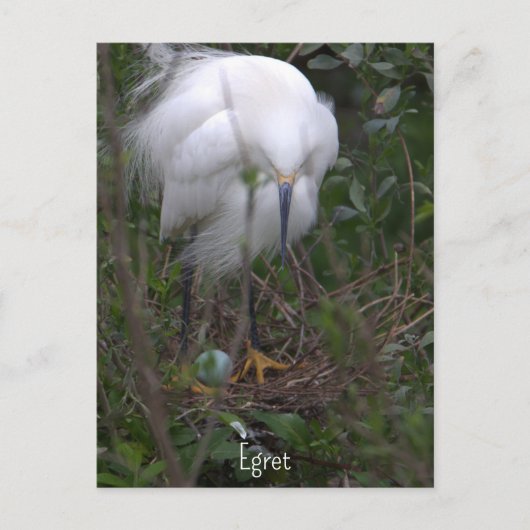 Snowy Egret mit Eierpostkarte Postkarte (Vorderseite)