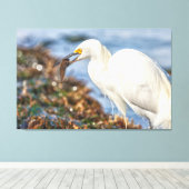 Snowy Egret mit Fisch Leinwanddruck (Insitu (Holzboden))