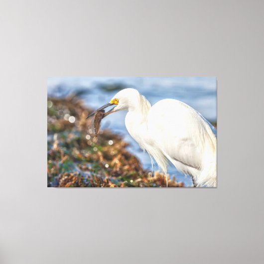 Snowy Egret mit Fisch Leinwanddruck (Vorderseite)