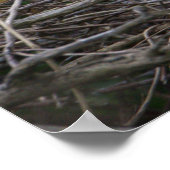 Snowy Egret Nesting Poster (Ecke)