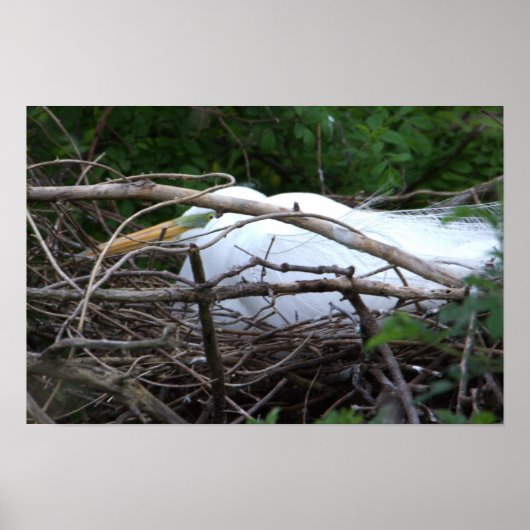 Snowy Egret Nesting Poster (Vorne)