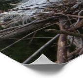 Snowy Egret Nesting Poster (Ecke)