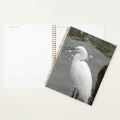 Snowy Egret Planer (Anzeige)