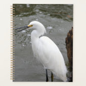 Snowy Egret Planer (Vorderseite)