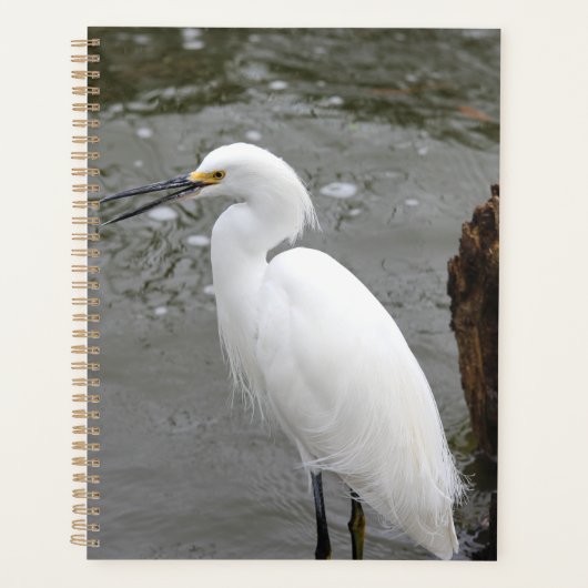Snowy Egret Planer (Vorderseite)