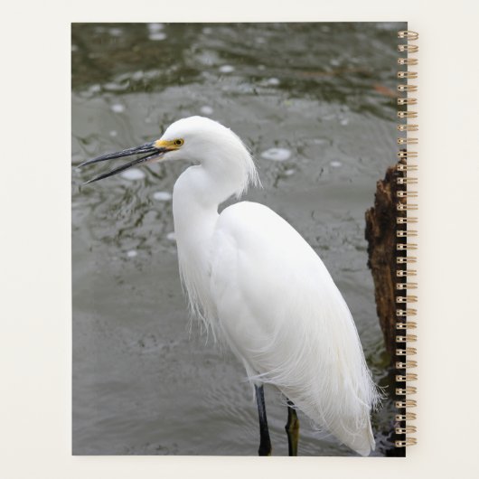 Snowy Egret Planer (Rückseite)