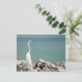 Snowy Egret Postcard Postkarte (Stehend Vorderseite)