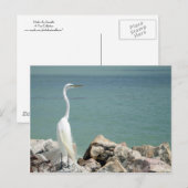 Snowy Egret Postcard Postkarte (Vorne/Hinten)