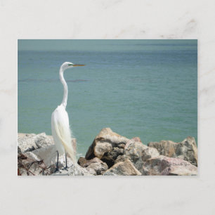 Snowy Egret Postcard Postkarte