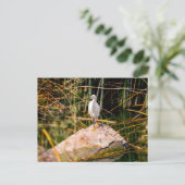 Snowy Egret Postcard Postkarte (Stehend Vorderseite)