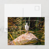 Snowy Egret Postcard Postkarte (Vorne/Hinten)