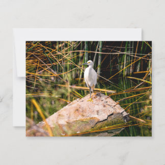 Snowy Egret Postcard Postkarte