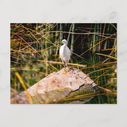 Snowy Egret Postcard Postkarte (Vorderseite)