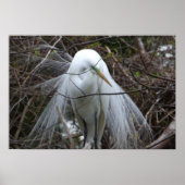 Snowy Egret Poster (Vorne)