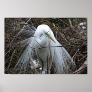 Snowy Egret Poster