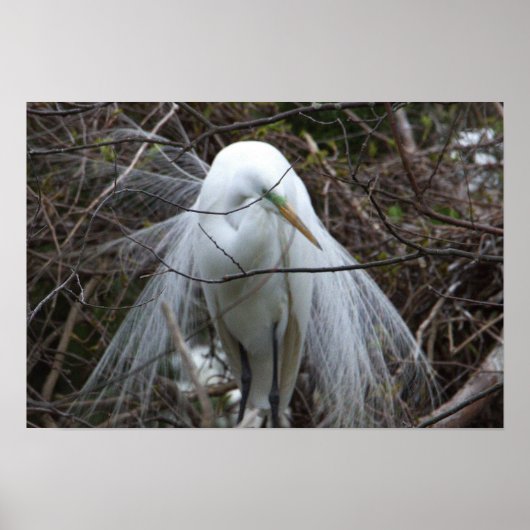 Snowy Egret Poster (Vorne)