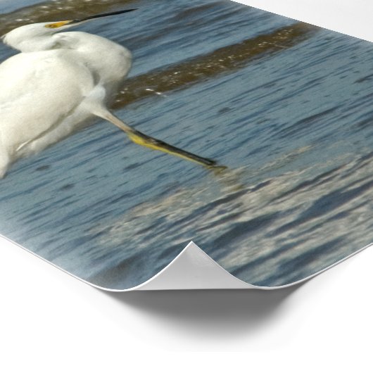 Snowy Egret Poster (Ecke)