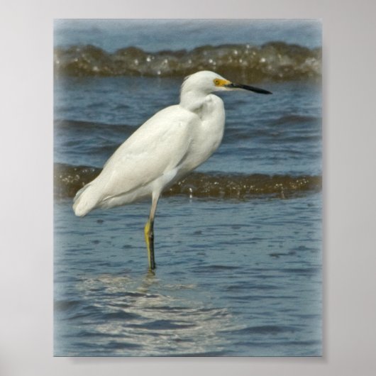 Snowy Egret Poster (Vorne)