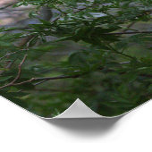Snowy Egret Poster (Ecke)