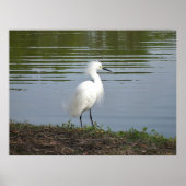 Snowy Egret Poster (Vorne)