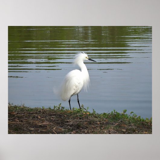 Snowy Egret Poster (Vorne)