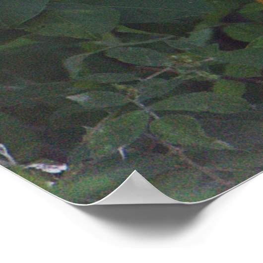 Snowy Egret Poster (Ecke)