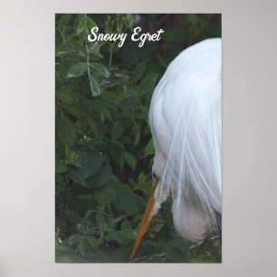 Snowy Egret Poster