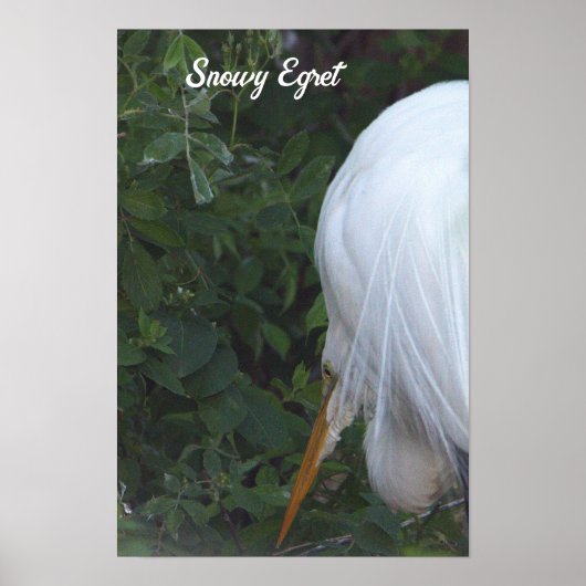 Snowy Egret Poster (Vorne)