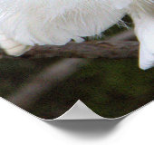 Snowy Egret Poster (Ecke)