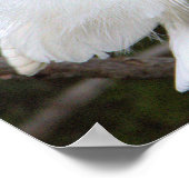 Snowy Egret Poster (Ecke)