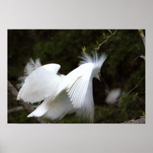 Snowy Egret Poster