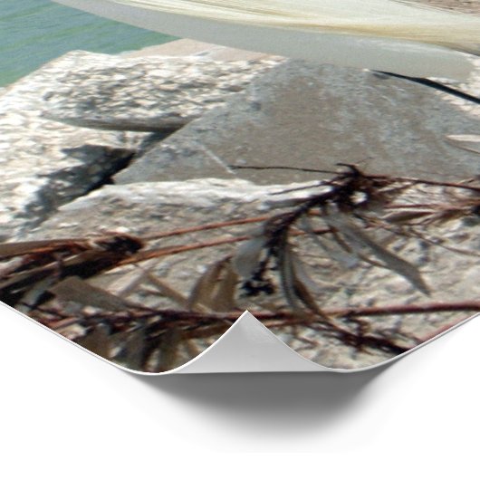 Snowy Egret Poster (Ecke)