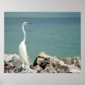 Snowy Egret Poster (Vorne)