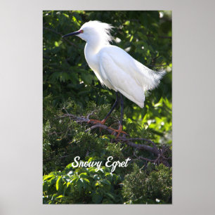 Snowy Egret Poster