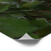 Snowy Egret Poster (Ecke)