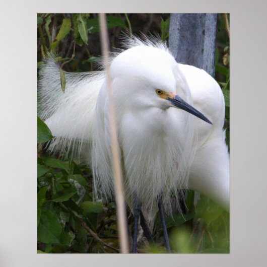 Snowy Egret Poster (Vorne)